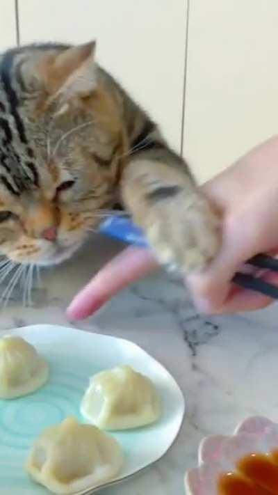 Kitty will not be denied its dumplings!