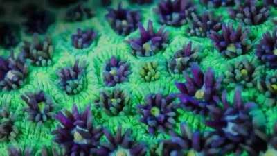 🔥 This Coral Reef 🔥