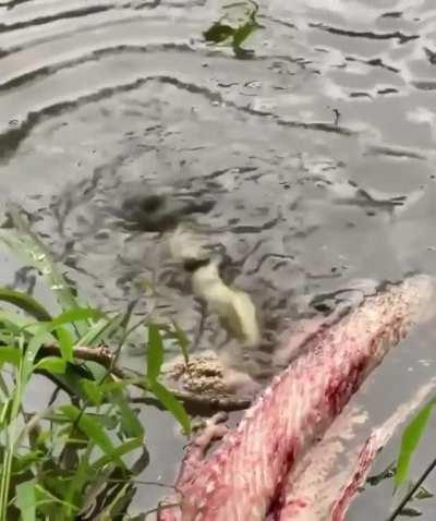 Baby Alligator practicing death roll