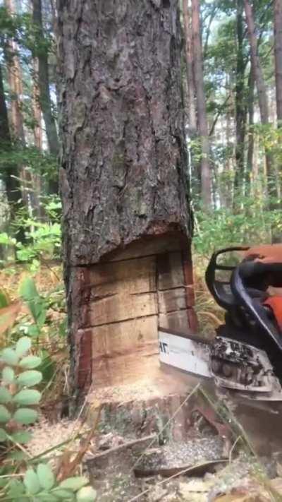 Forester removing a diseased tree.