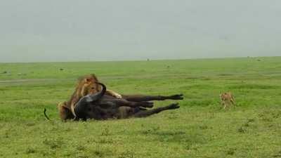 Male Lion wrestles down a Buffalo by himself