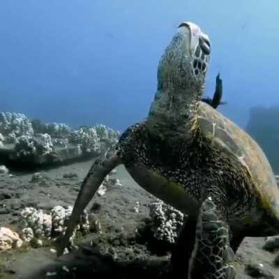 Sea turtle sleeping peacefully.