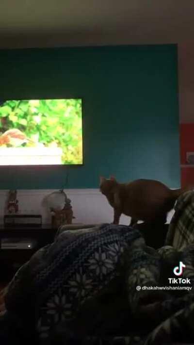 Cat TV