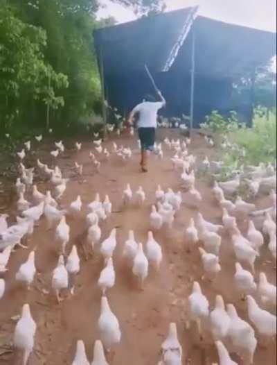 A man and his army of poultry