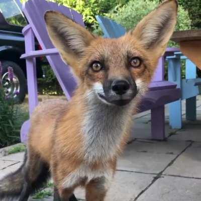 His ears are so big!