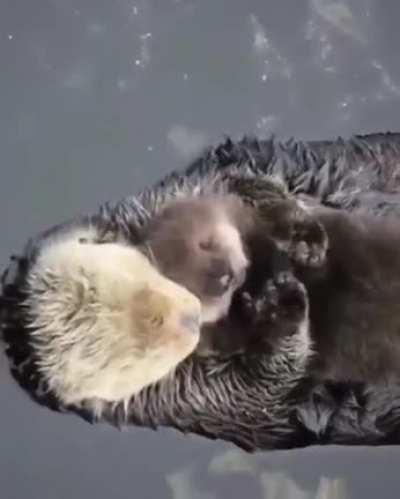 Otter mum and her baby