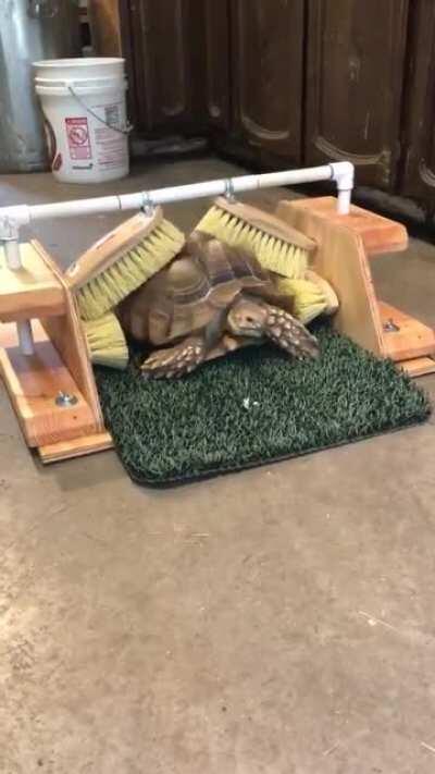 Tortoise shells have nerve endings and are sensitive to the slightest touch. This tortoise at Badger Run Wildlife Rehab loves to feel her shell scratched, so a kind volunteer made her a scratching device.