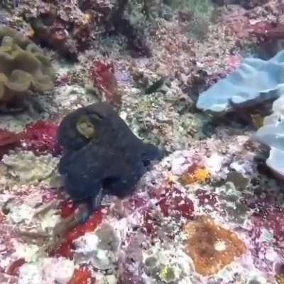 🔥 This octopus that has the ability to camouflage to escape being annoyed