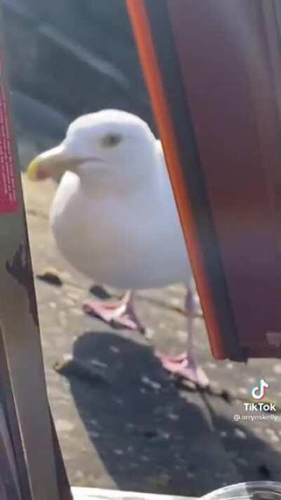 Guy feeds a seagull