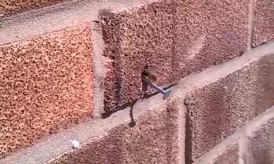 Bee pulling out a nail (maybe loose) from a wall