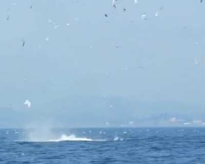 Orca puts seal 80 feet into the air.