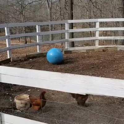 Pig having a lot of fun playing with their ball