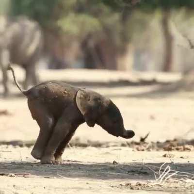 Baby elephant learning how to walk