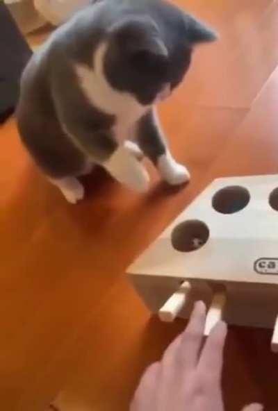 A prank box for cats