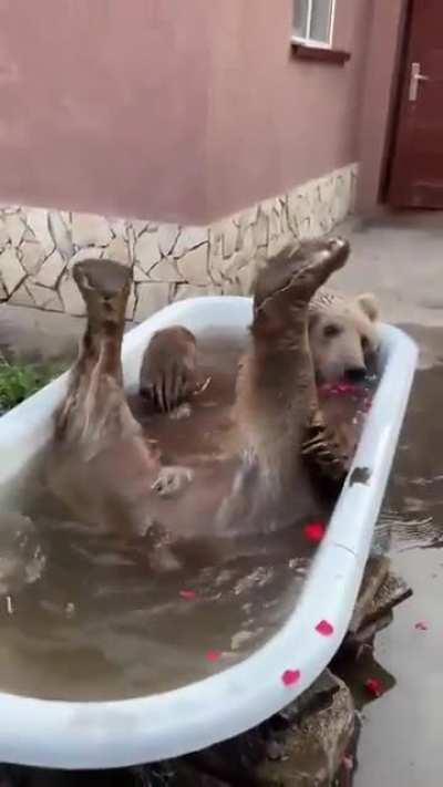 The bear has more interest in being clean than many of the men in my country