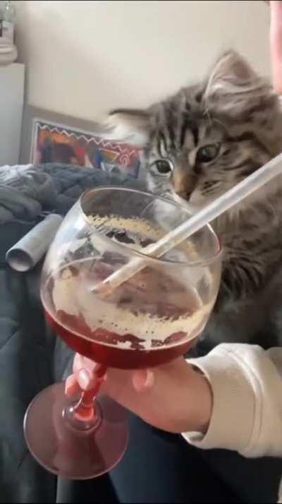 Cat getting amazed by juice passing through a straw