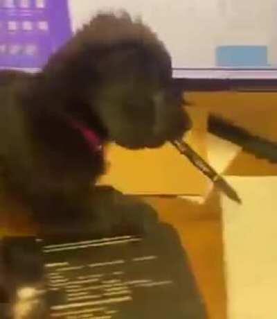 Every office needs a desk puppy