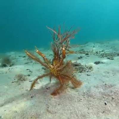 🔥 A decorator crab doing their best to look intimidating