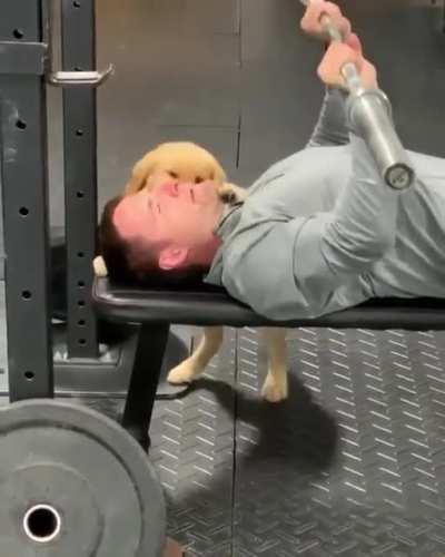 This dog is the best gym spotter to distract you.