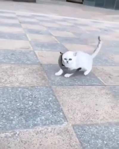 A sugar glider taming a kitten