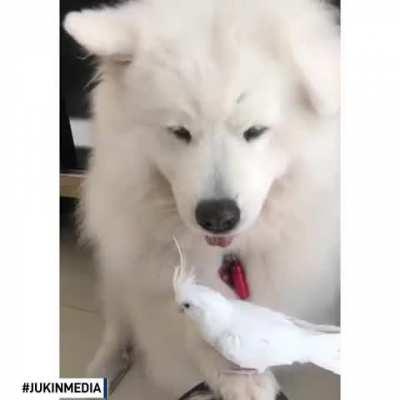 Dog offered their paw and gently held their owner's pet bird