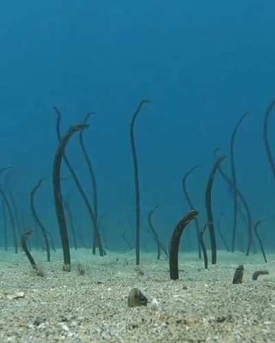 🔥 A colony of Garden Eels, one of the smallest species of eels.