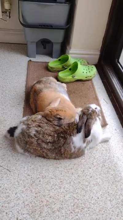 Turns out Benji makes a great flopping pillow!