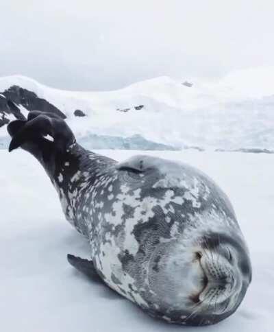 a weddell seal talking in its sleep