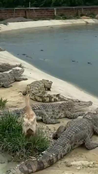 Lucky duck escapes from crocodiles