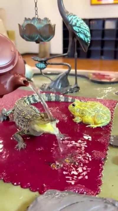 Watering frog and baby crocodile