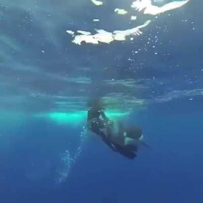 🔥 Killer whale gives diver a very close inspection.