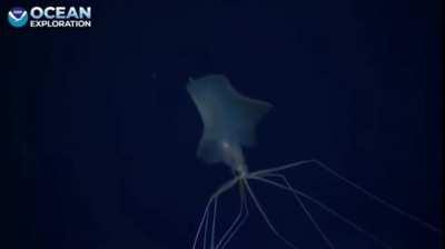 New, excellent-quality footage of a Big Fin squid caught by Megan McCuller