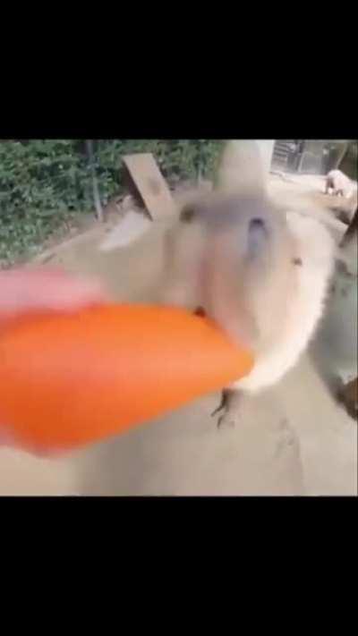 Motivational man helps Capybara munch on carrot vegetable😎😎