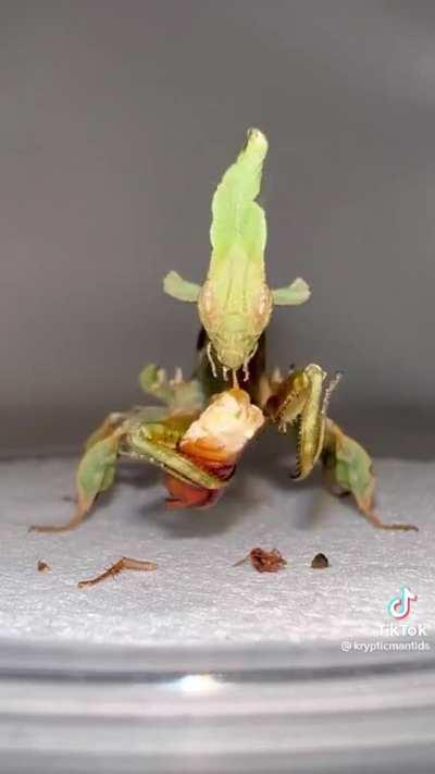 Ghost Mantis devouring its prey