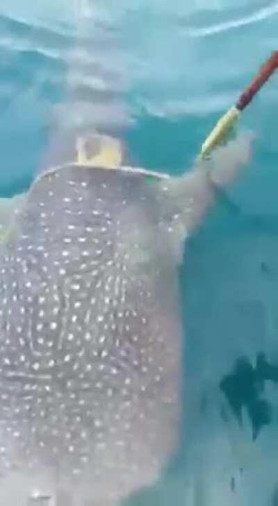 This whale shark asking fisherman to help