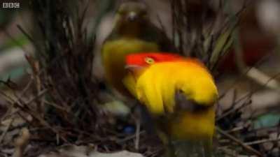 The flame bowerbird, native to New Guinea, is so named because of the male's flame orange and golden yellow plumage. In addition, the male constructs a bower, replete with colorful fruits and sometimes shiny ornaments, where it performs a highly unusual c