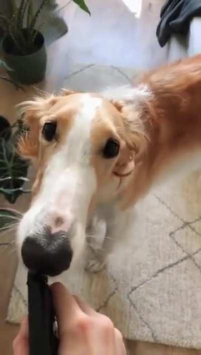 Long Nosed Dog Gets Water From Sprayer