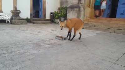 A Maned Wolf (Chrysocyon brachyurus) stopping by a monastery in Brazil to eat some food left out by monks