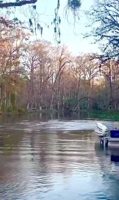 This is terrifying. Monkeys (species: Rhesus macaques) organized a diving competition between themselves. Ocala, Florida Silver Springs State Park [August 2022)