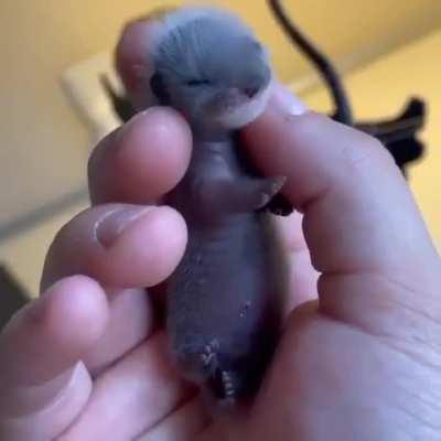 Newborn baby ferret