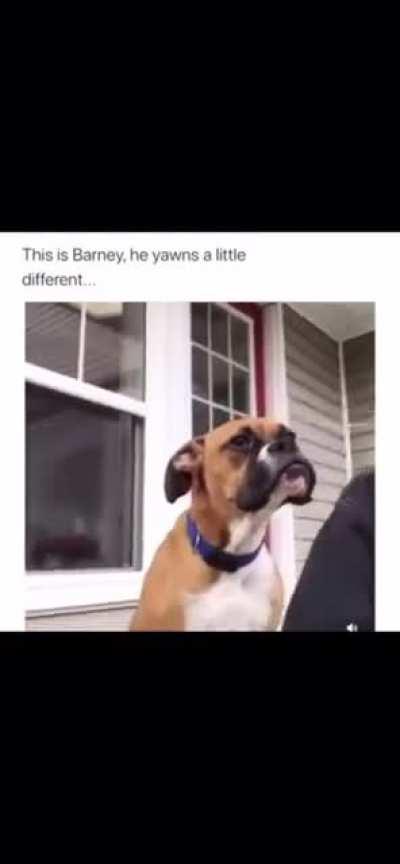 Meet Barney