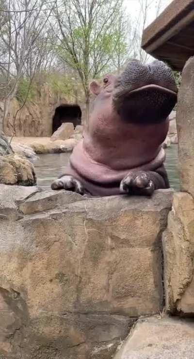 Baby Hippo Says Hello