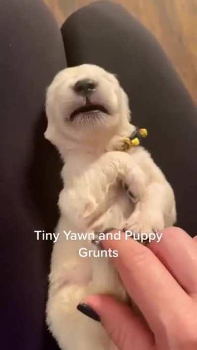 Smol pupper yawn