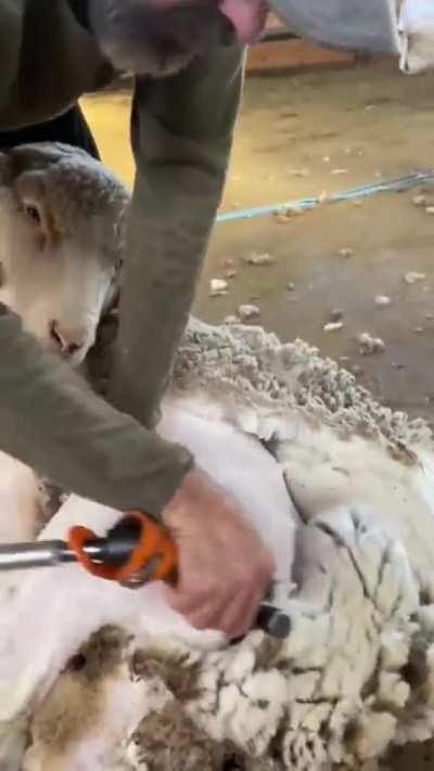 Satisfying sheep shearing