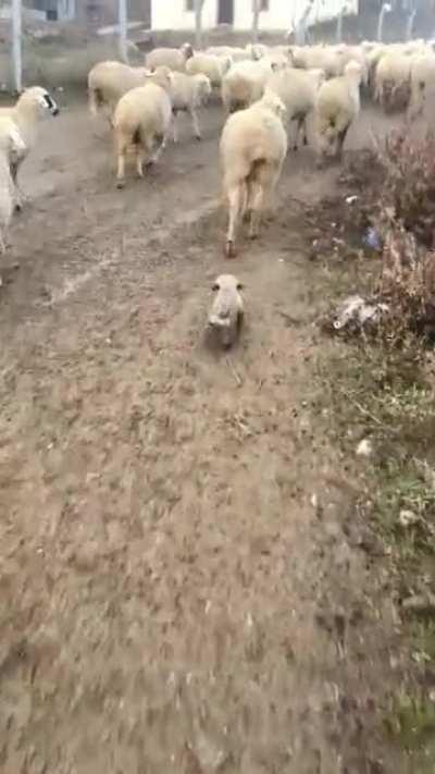 Anatolian shepherd dog puppy in training