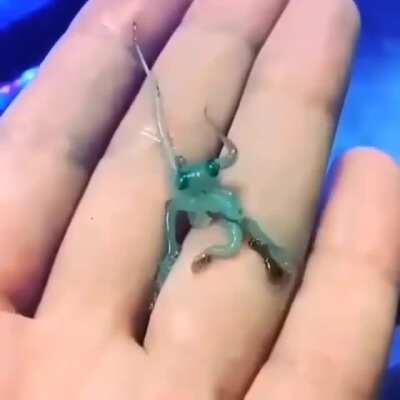 Newborn baby octopus