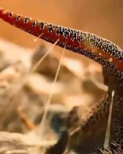 🔥 This Golden-Tailed Gecko - displaying its defensive (offensive) arsenal