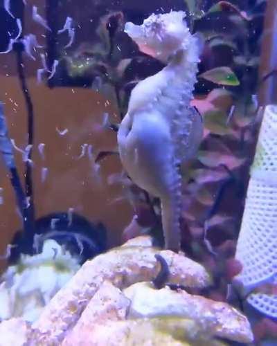 This is how seahorses give birth!!