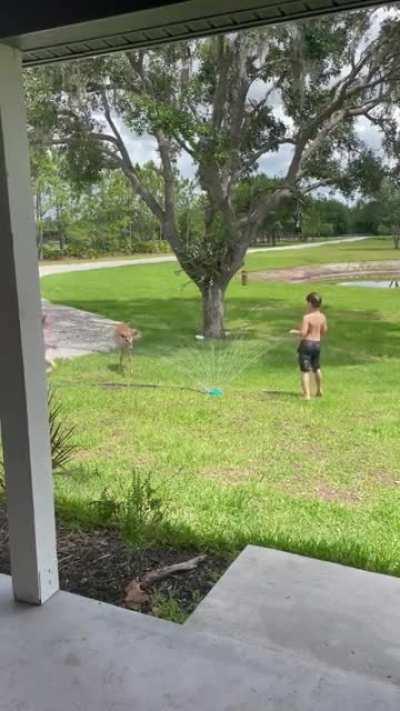 Deer and children playing in the sprinkler