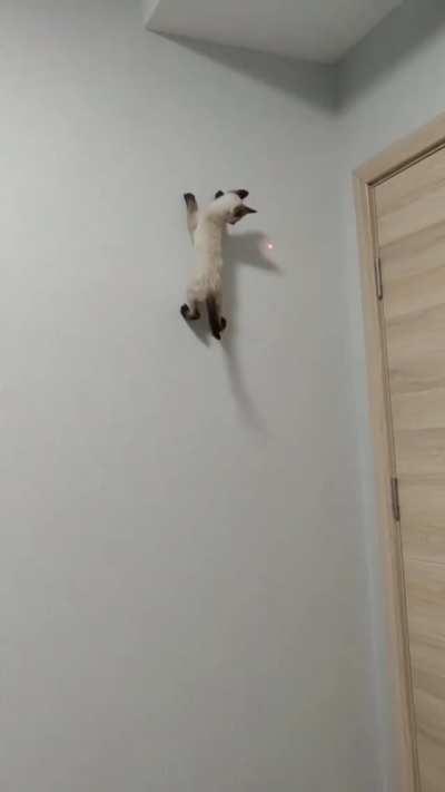 Spider cat, literally